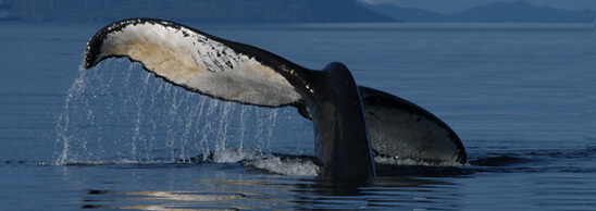 Rake marks on humpback whale flukes